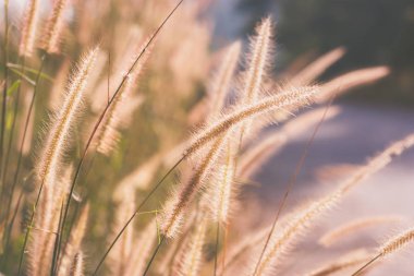 Cam çiçekler vintage etkisi