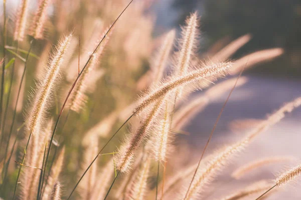 Cam çiçekler vintage etkisi