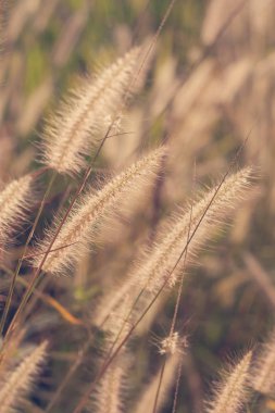 Cam çiçekler vintage etkisi