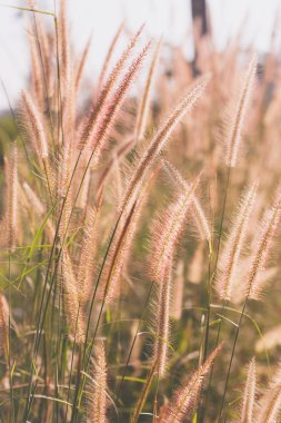 Cam çiçekler vintage etkisi