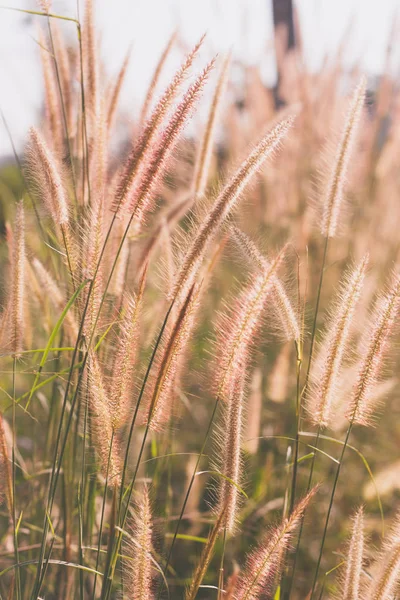 Cam çiçekler vintage etkisi