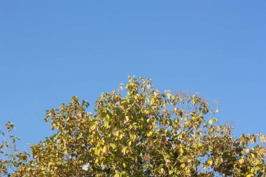 Mavi gökyüzü arkaplanındaki ağaç