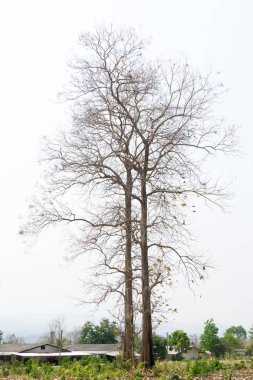 tik ağacı beyaz gökyüzü