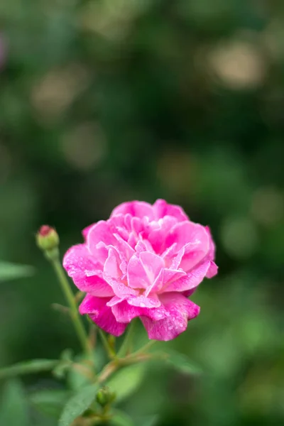 Rose rose sur feuille de geen — Photo