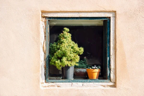 Cserepes virágok a régi ablakban a fény bézs vakolat fal — Stock Fotó