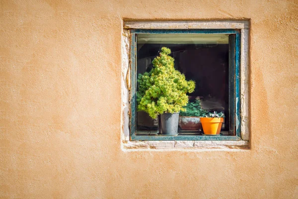 Cserepes virágok a régi ablakban a fény bézs vakolat fal — Stock Fotó