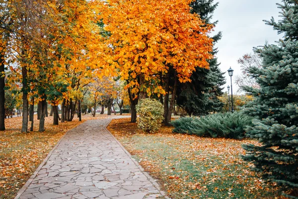 園内の遊歩道秋の公園、自然 — ストック写真