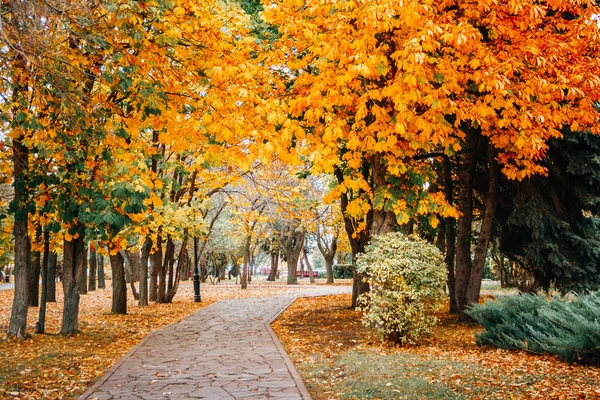 Sahnedeki patika sonbahar parkı, doğa