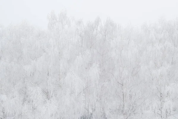 白桦树结霜，冬雾 — 图库照片
