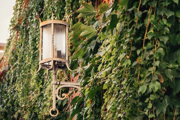 Ulice stará lucerna s rostlinnou zelenou stěnou — Stock fotografie