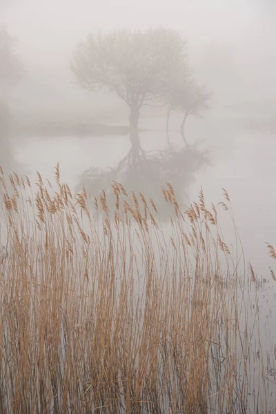 Mist over water en boomreflectie bij het meer. Natuur en landschap. mistig en mistig landschap. Stockfoto