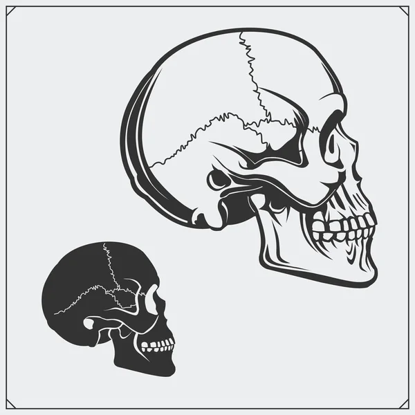 Векторная иллюстрация черепов . — стоковый вектор