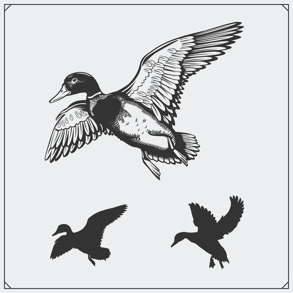 Set of flying wild ducks. Royalty Free Stock Vectors