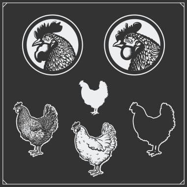 Tavuk Illustration. Tavuk silüeti. Tavuk kafa.