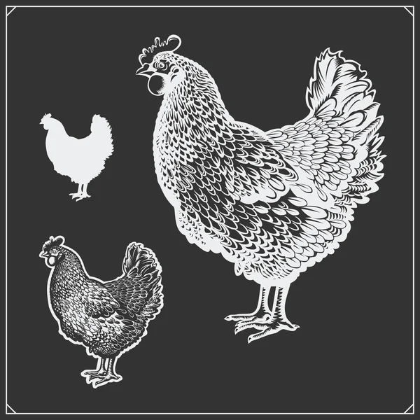 Illustration of Chicken. Silhouette of Hen. — Stock Vector