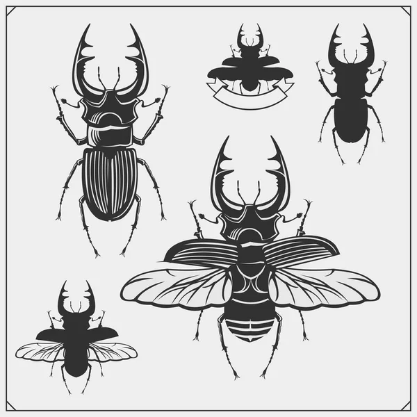 Set de escarabajos . — Archivo Imágenes Vectoriales