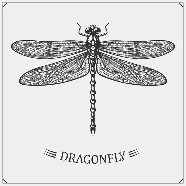 Vector illustration of Dragonfly on white background. — Stock Vector