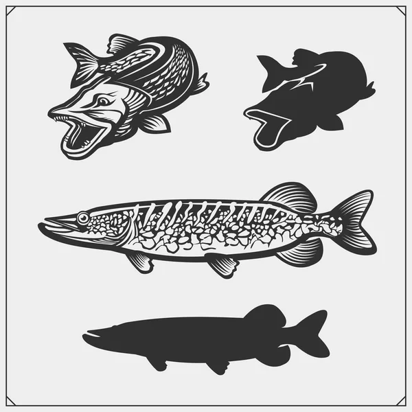 Set di pesci luccio . — Vettoriale Stock