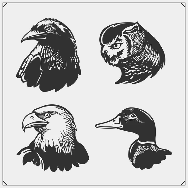 Set van vogels. Eend, adelaar, Raaf en uil. — Stockvector