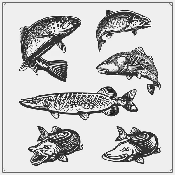 Set of pike fish. — Stock Illustration Set of pike fish. Vector Graphics