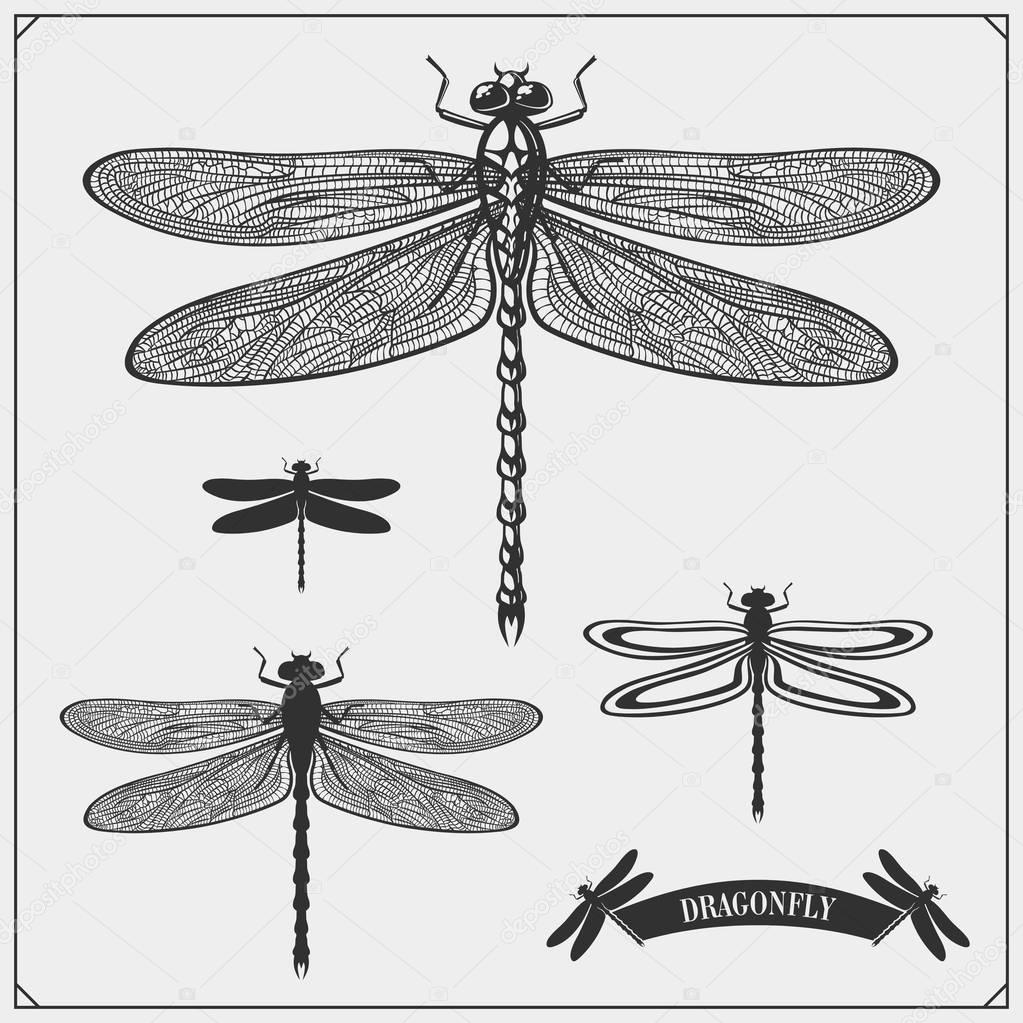 Set of dragonflies. Vector.