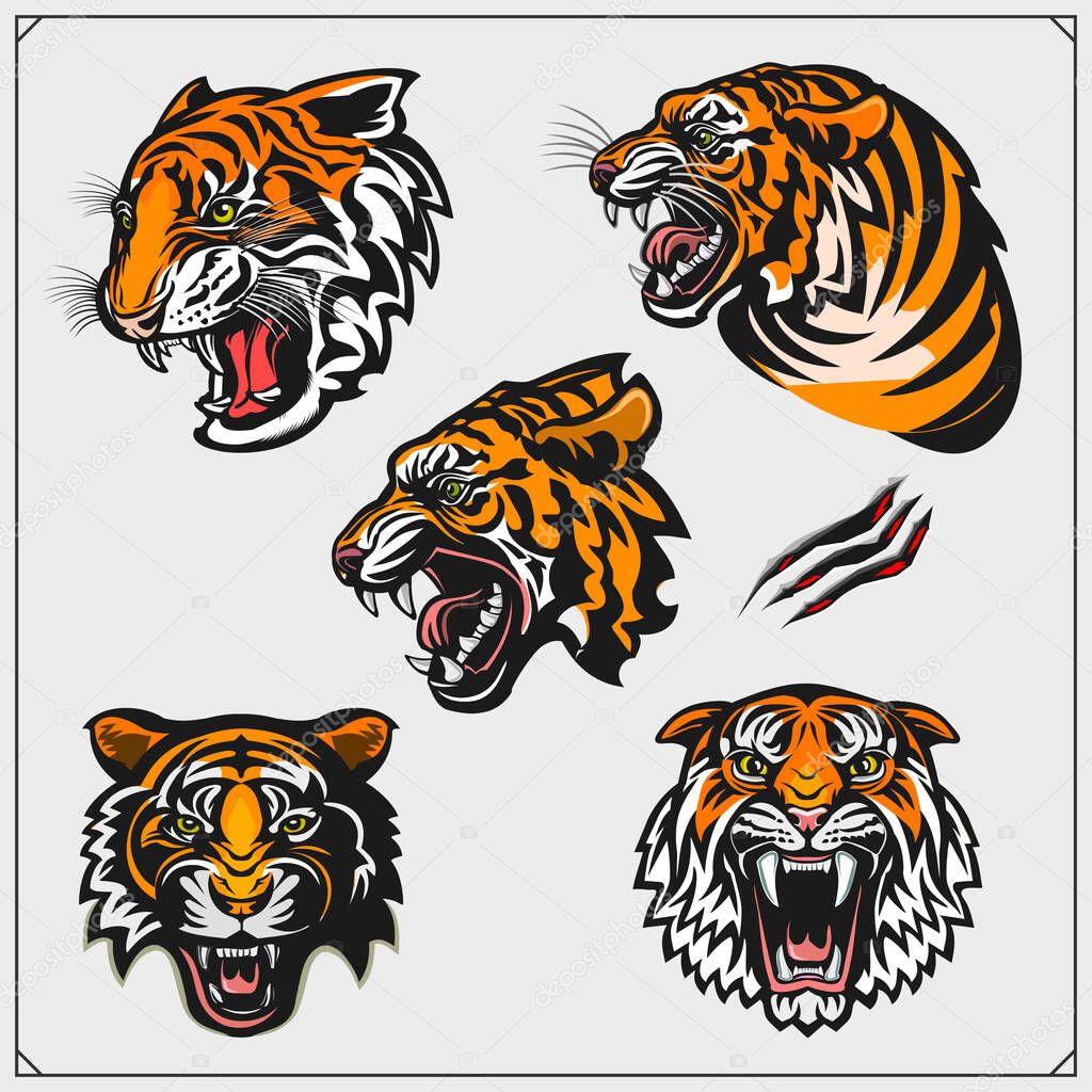 Set of angry tiger heads. Print design for t-shirt. Tattoo and sport club design.