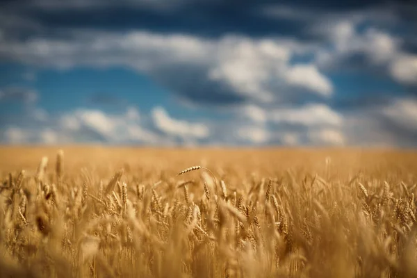 Altın buğday alanı — Stok fotoğraf