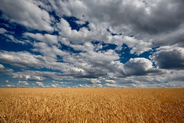 Campo di grano dorato — Foto Stock