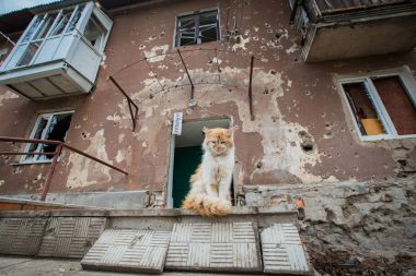 Ateş altında hayatta kalan bir kedi. Slavyansk (Sloviansk),