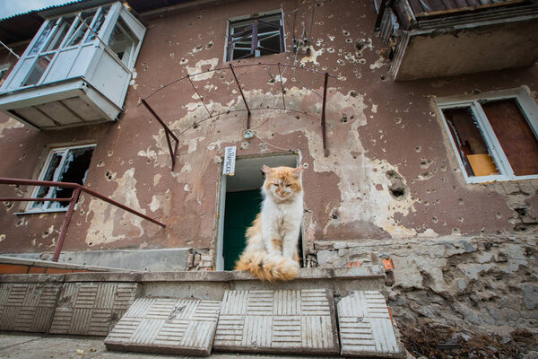 A cat that survived under fire. Slavyansk (Sloviansk),