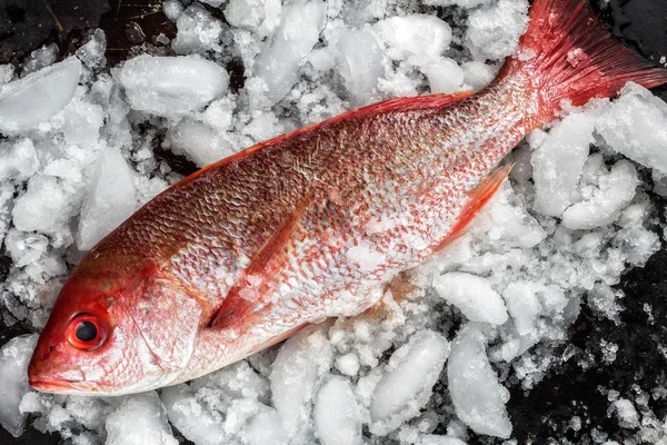 Buz üzerinde taze bütün red snapper
