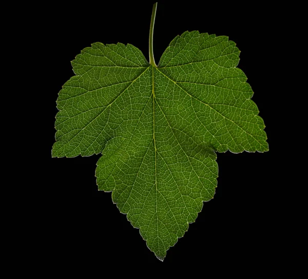 Mooie groene druivenblad op een donkere achtergrond. Een druivenblad. Schimmige groene blad op een zwarte achtergrond. Zomer bladeren. — Stockfoto