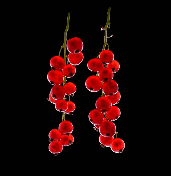 Corinto vermelho fresco close-up. Frutas e bagas suculentas maduras. Groselha vermelha brilhante saudável e fresca. Deliciosa groselha vermelha . — Fotografia de Stock