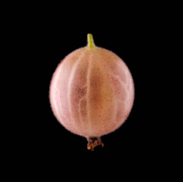 Une groseille à maquereau sur fond noir. Rose clair, juteux, savoureux et frais. Une petite groseille mûre et parfaitement groseille. Baies d'été nutritives . — Photo