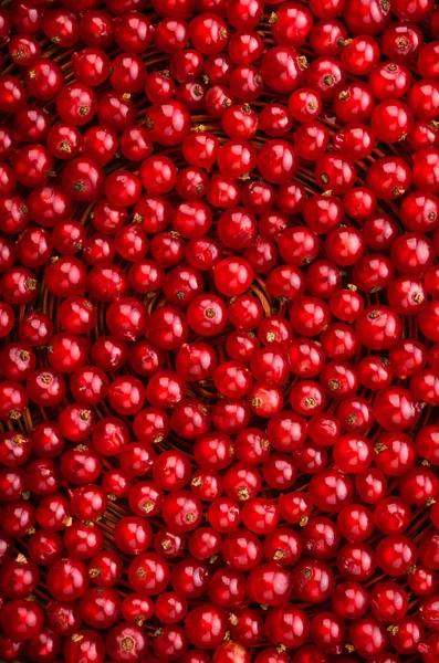 おいしい、熟したと明るい赤スグリ直立位置で。菜食主義の食糧のための果実。鮮やかな赤い色の異なった色合いをスグリ. — ストック写真