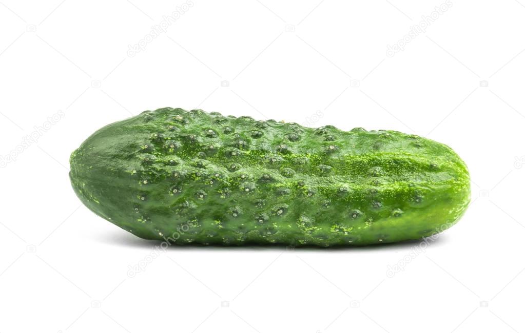 Green cucumber vegetable, isolated on white background. Fresh cucumber. Summer harvest.