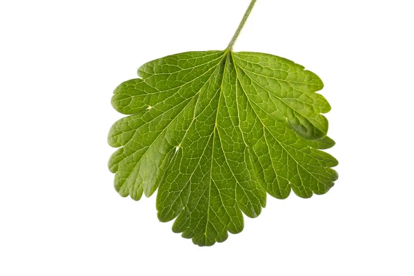 Close-up foto van verse en rauwe groenten blad, geïsoleerd op een witte achtergrond. Ongelooflijk mooie groene bessen blad. Helder groene blad van de rode of zwarte bessen. — Stockfoto