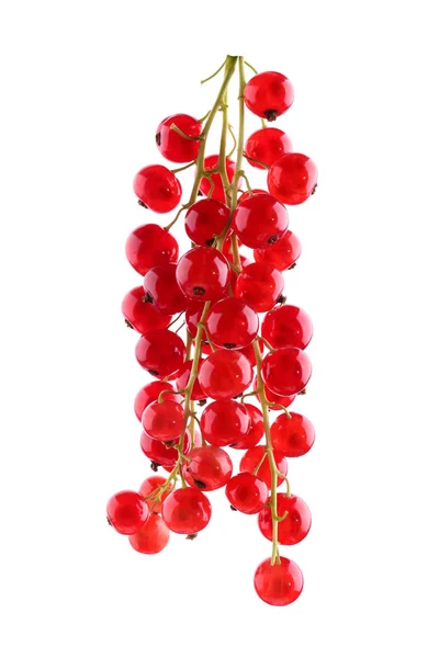 Крупним планом зображення зрілої червоної смородини, ізольованої на білому тлі. Яскраво-червоні ягоди, повні поживних вітамінів. Сприг свіжої та червоної смородини. Смачні ягоди . — стокове фото