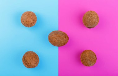 Bütün ve organik hindistan cevizi mavi ve pembe arka plan üzerinde. Beş bütünleşmiş, taze, organik ve tropikal meyve Hindistan cevizleri. Egzotik Cocos Adaları.