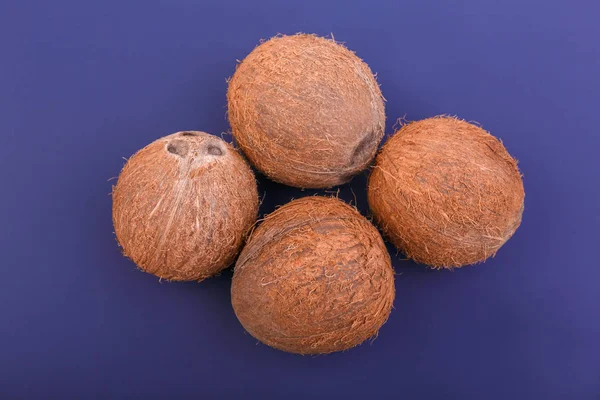 Primer plano de cuatro cocos duros y marrones sobre un fondo púrpura oscuro. Cocos naturales de frutas tropicales. Cocos frescos. Frutas exóticas . —  Fotos de Stock