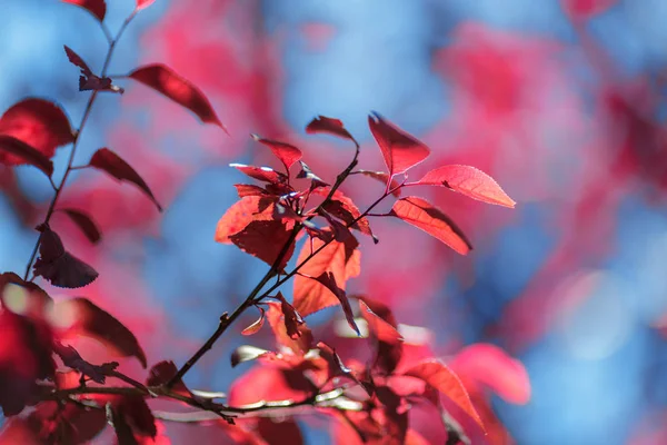 Follaje rojo sobre fondo azul natural. Hermosas hojas. Árboles coloridos en otoño. Ecología y medio ambiente . — Foto de Stock