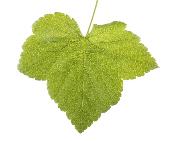 Helder groen blad, geïsoleerd op een witte achtergrond. Zomer en verse blad van een boom van de BES. — Stockfoto