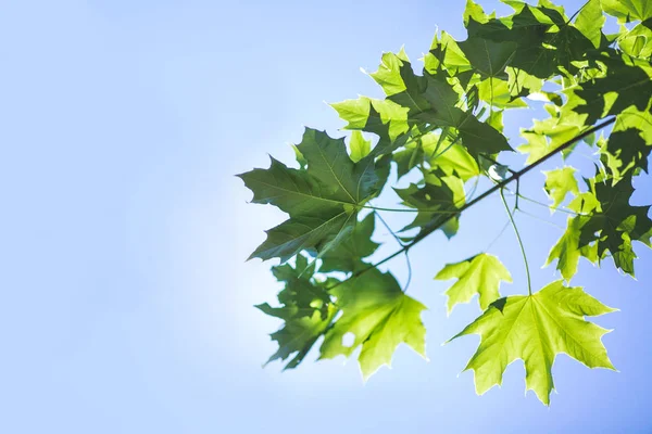 Increíble follaje colorido en un cielo azul brillante. Rama de árbol de primavera con hojas verdes. Medio ambiente, naturaleza, ecología . — Foto de Stock