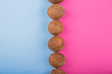 Lezzetli, taze sulu bütün kahverengi Hindistan cevizi parlak pembe ve mavi arka plan resmi ortasına. Tazelik, egzotik, yaz konsepti.