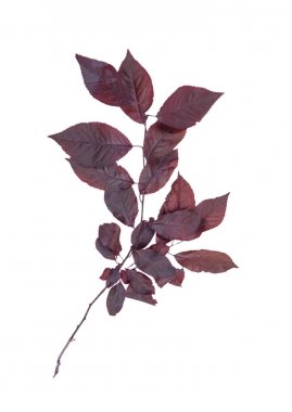 Beyaz bir arka plan üzerinde izole birden çok parlak pembe yaprak. Kırmızı yapraklar ince dallar. Sevimli sonbahar sahne.