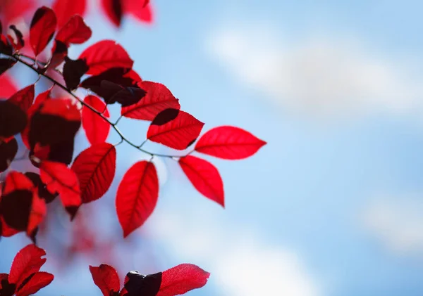 Las hojas brillantes rojas otoñales sobre el cielo saturado azul. Follaje rosado soleado en una rama de árbol en un parque. Hojas frescas sobre un fondo azul saturado . — Foto de Stock