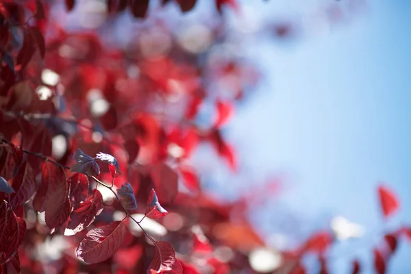 La ciruela de color rojo brillante sale en primavera sobre un fondo azul saturado. Follaje rosado soleado. Ambiente multicolor . — Foto de Stock