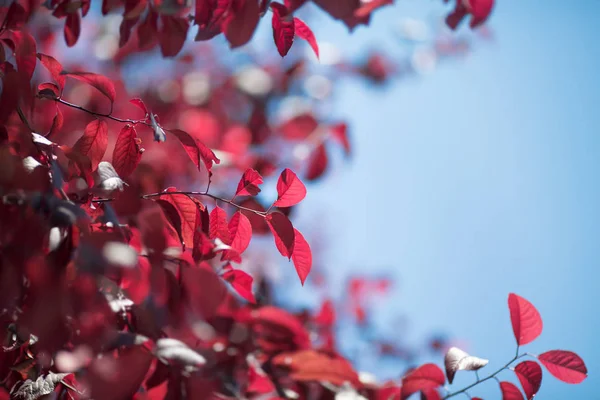 Hojas rojas sanas sobre un fondo azul saturado. Hermosos árboles de ciruelas coloridas. Encantador follaje de otoño en un parque soleado ligero . — Foto de Stock