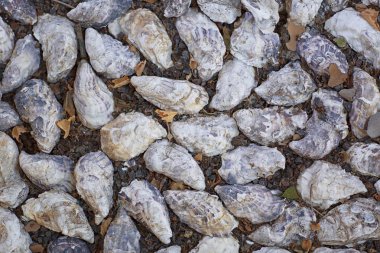 Bir sürü büyük gri deniz kabuklarını doğal renkler koyu kahverengi arazi üzerine. Deniz doğa ve deniz kavramı. Deniz kabuklarını.