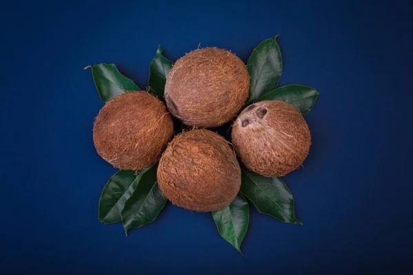 Una composición de cocos sobre un fondo azul oscuro. Cocos nutritivos sobre hojas verdes. Deliciosas y tropicales frutas de verano . —  Fotos de Stock